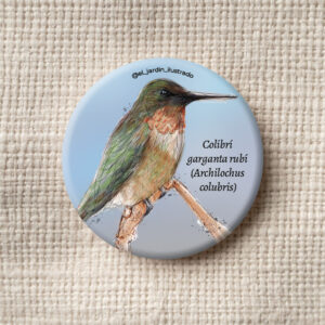 botón colibrí rufo (selasphorus rufus) (copia)