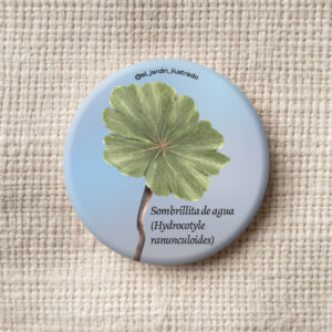 botón sombrillita de agua (hydrocotyle ranunculoides)