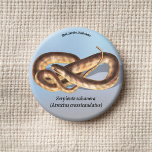 Botón Serpiente sabanera (Atractus crassicaudatus)