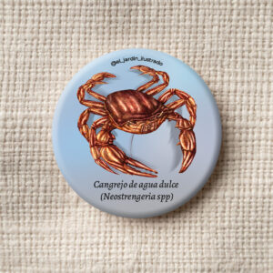 Botón Cangrejo de agua dulce (Neostrengeria spp)