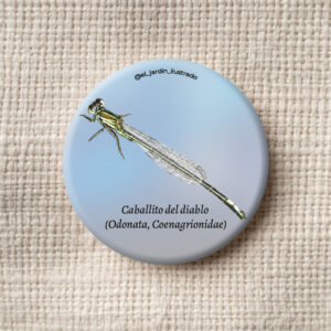 Botón Caballito del diablo (Odonata, Coenagrionidae)