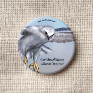 Botón Gavilán coliblanco (Elanus leucurus)