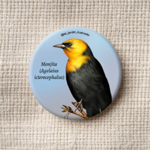 Botón Monjita (Agelaius icterocephalus)