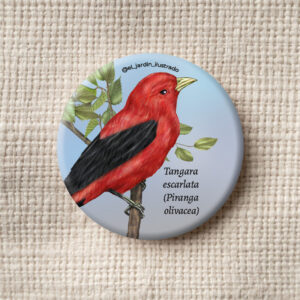Botón Tángara escarlata (Piranga olivacea)