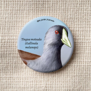 Botón Tingua moteada (Gallinula melanops)