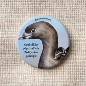 Botón Zambullidor piquirrallado (Podilymbus podiceps)