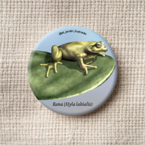 Botón Rana sabanera (Hyla labialis)