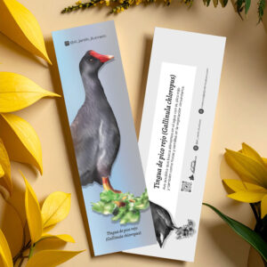 separador tingua de pico rojo (gallinula chloropus)