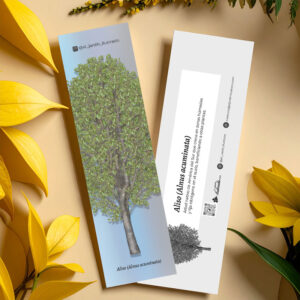 Separador Aliso (Alnus acuminata)