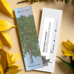 Separador Nogal (Juglans neotropica)