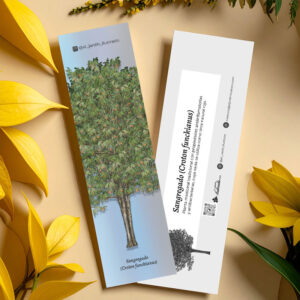 Separador Sangregado (Croton funckianus)