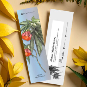 Separador Abutilón (Abutilon pictum)