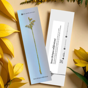 Junco (Scirpus californicus)