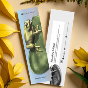 Separador Rana (Hyla labialis)