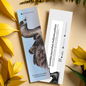 separador zambullidor piquirrallado (podilymbus podiceps)