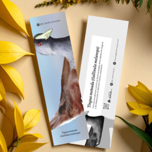 Separador Tingua moteada (Gallinula melanops)