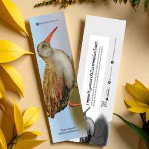 Separador Tingua bogotana (Rallus semiplumbeus)