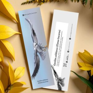 Separador Gavilán coliblanco (Elanus leucurus)