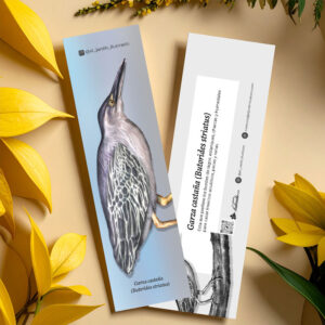 Separador Garza castaña (Butorides striatus)