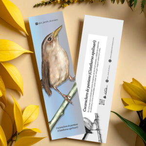 Separador Cucarachero de pantano (Cistothorus apolinari)