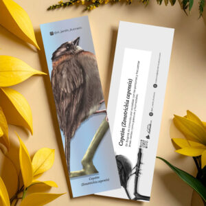 Separador Copetón (Zonotrichia capensis)