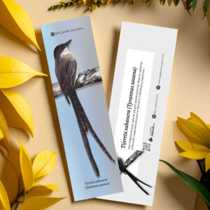 Separador Tijereta sabanera (Tyrannus savana)