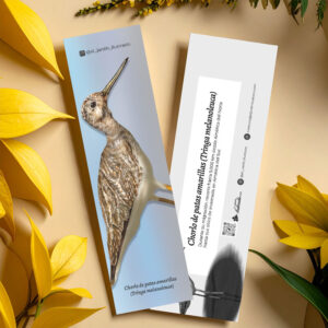 Separador Chorlo de patas amarillas (Tringa melanoleuca)