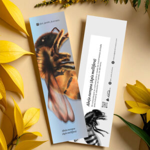 Separador Abeja europea (Apis mellifera)