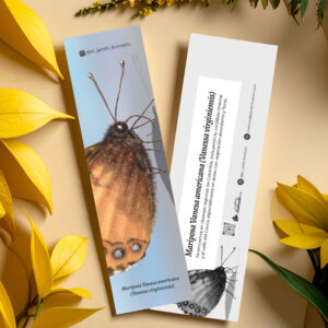 Separador Mariposa Vanesa americana (Vanessa virginiensis)