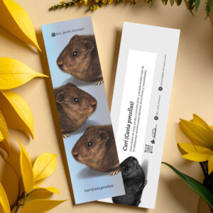 Separador Curí (Cavia porcellus)