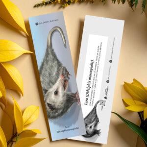 Separador Fara (Didelphis marsupialis)