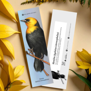 Separador Monjita (Agelaius icterocephalus)