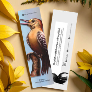 Separador Carpintero (Melanerpes rubricapillus)