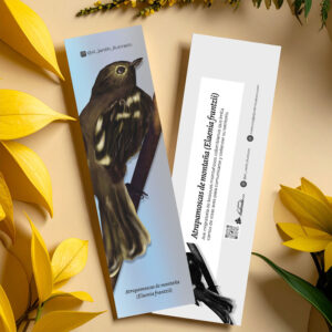 Separador Atrapamoscas de montaña (Elaenia frantzii)