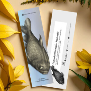 Separador Guapucha (Grundulus bogotensis)