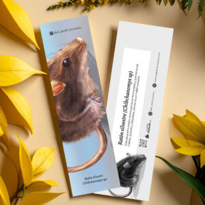 Separador Ratón silvestre (Chibchanomys sp)