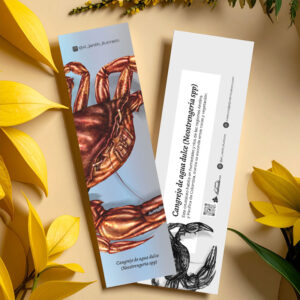 Separador Cangrejo de agua dulce (Neostrengeria spp)