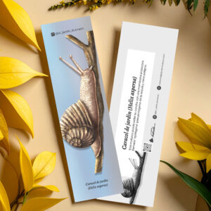 Separador Caracol de jardín (Helix aspersa)