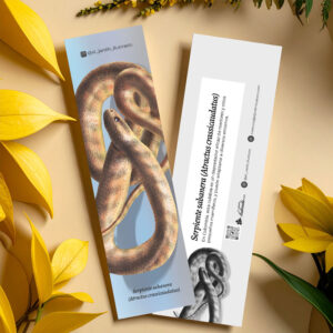 Separador Serpiente sabanera (Atractus crassicaudatus)