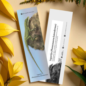 Separador Lagartija (Phenacosaurus heterodermus)