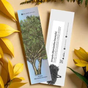 Separador Arrayán (Myrcianthes leucoxyla)