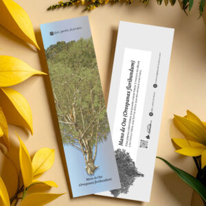 Separador Mano de Oso (Oreopanax floribundum)