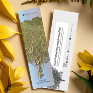 separador mano de oso (oreopanax floribundum) 2