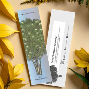 Separador Sauco (Sambucus peruviana)