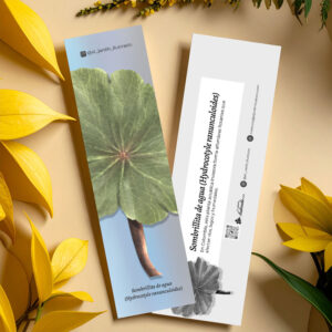 Separador Sombrillita de agua (Hydrocotyle ranunculoides)