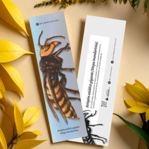 Separador Avispón asiático gigante (Vespa mandarinia)