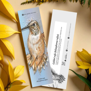 Separador Colibrí rufo (Selasphorus rufus)