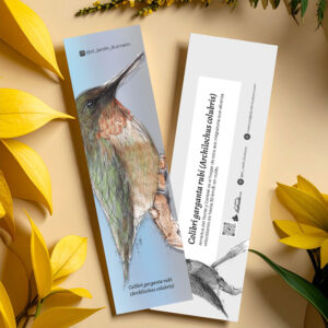 Separador Colibrí garganta rubí (Archilochus colubris)