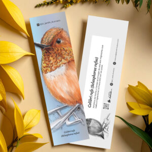 Separador Colibrí rufo (Selasphorus rufus) 2