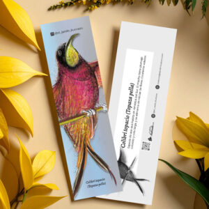 separador colibrí topacio (topaza pella)